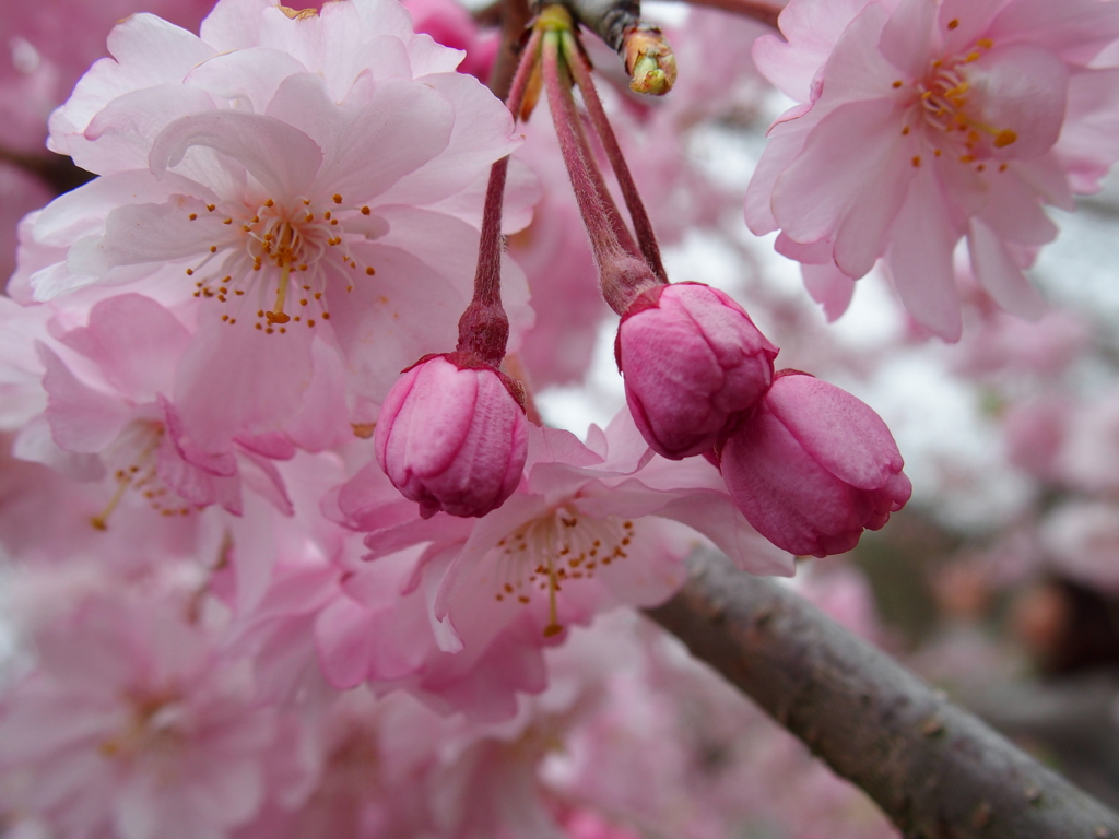 昭和記念公園にて