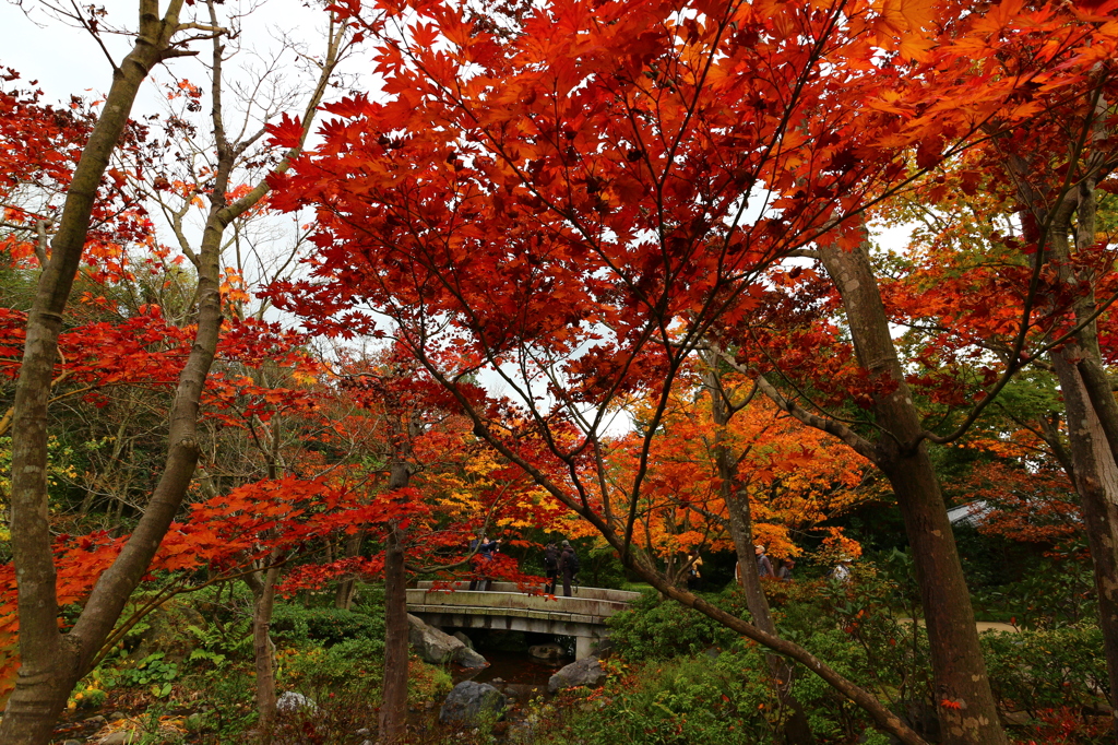 昭和記念公園の紅葉