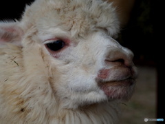 東武動物公園