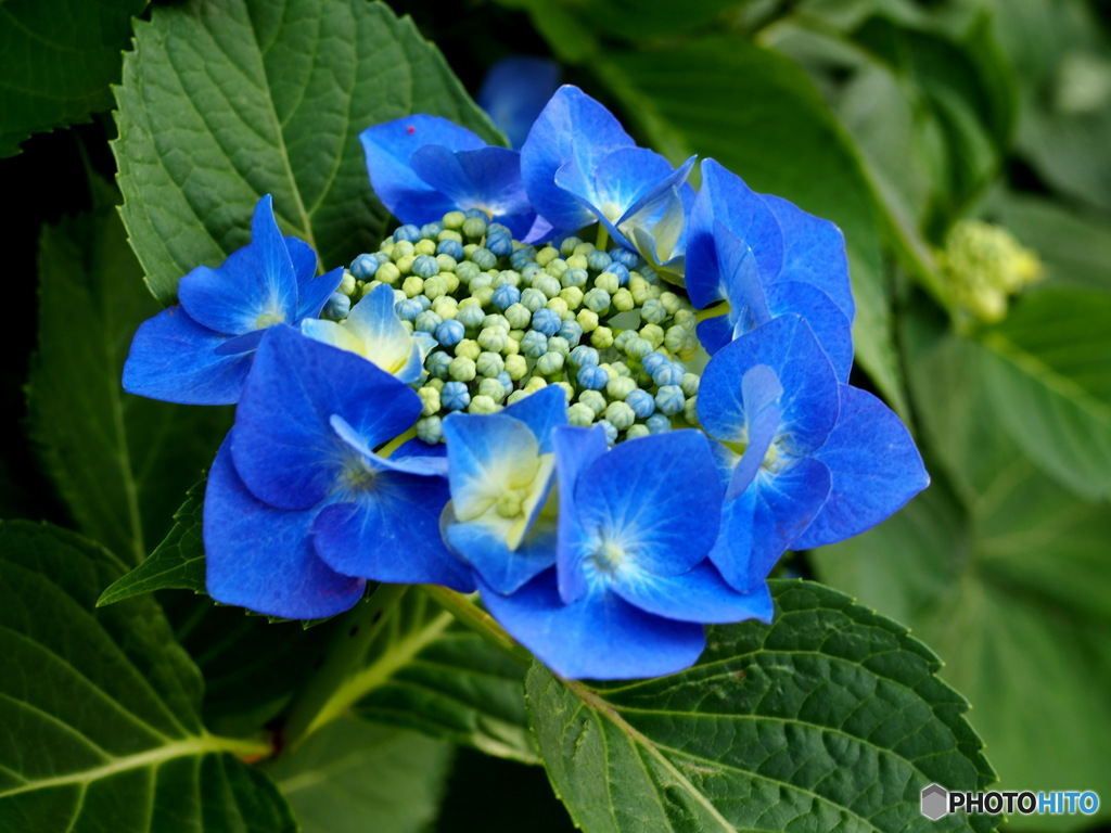 額紫陽花