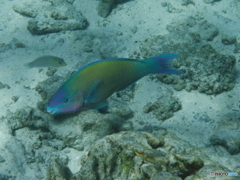 サイパン・マニャガハ島の魚
