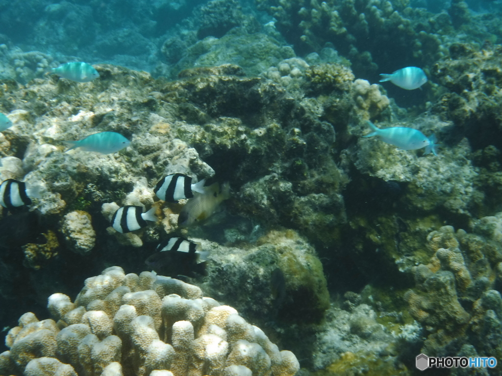 サイパン・マニャガハ島の魚