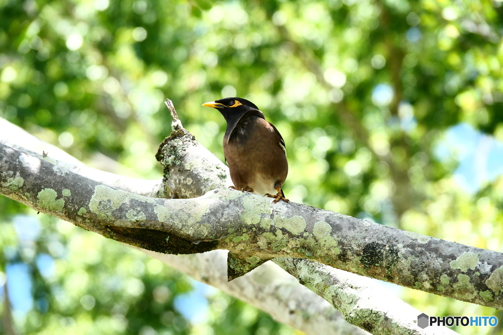 ケアンズの鳥たち