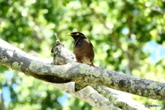 ケアンズの鳥たち