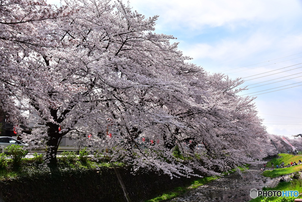 東川の桜