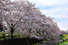 東川の桜
