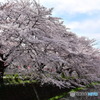 東川の桜