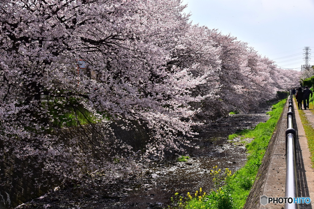 東川の桜