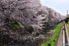 東川の桜