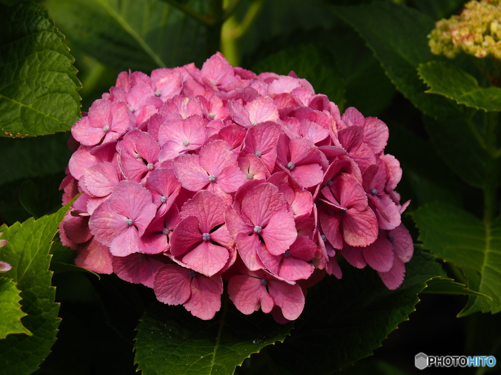日向・馬ケ背の紫陽花