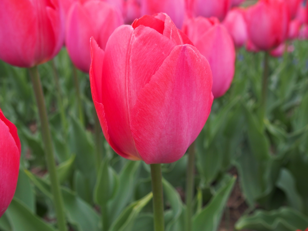 昭和記念公園にて