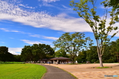 昭和記念公園