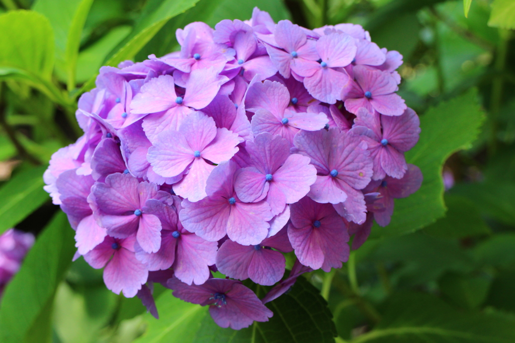 紫陽花(鎌倉にて)