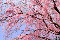 航空公園の桜