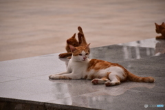 ペナン島・極楽寺のネコ