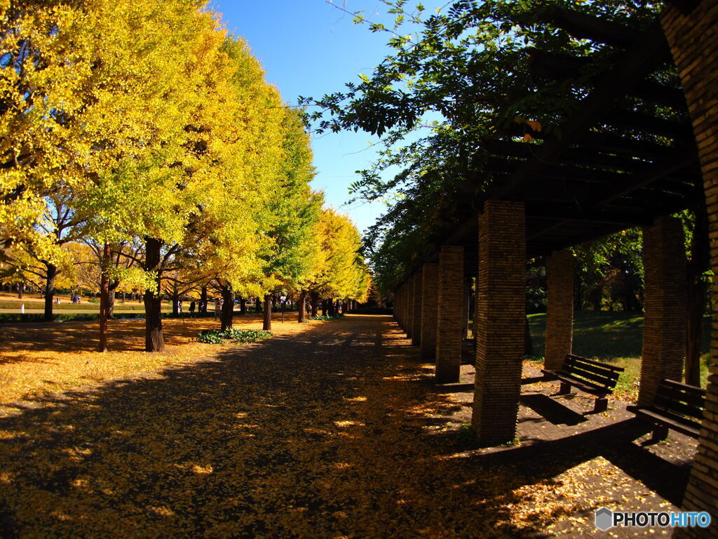 昭和記念公園