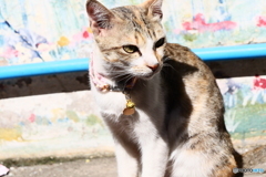 タイ・バンコクのネコ