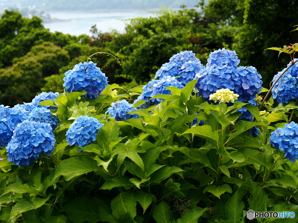 日向・馬ケ背の紫陽花