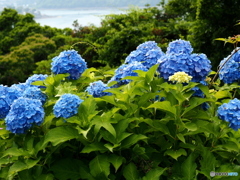 日向・馬ケ背の紫陽花