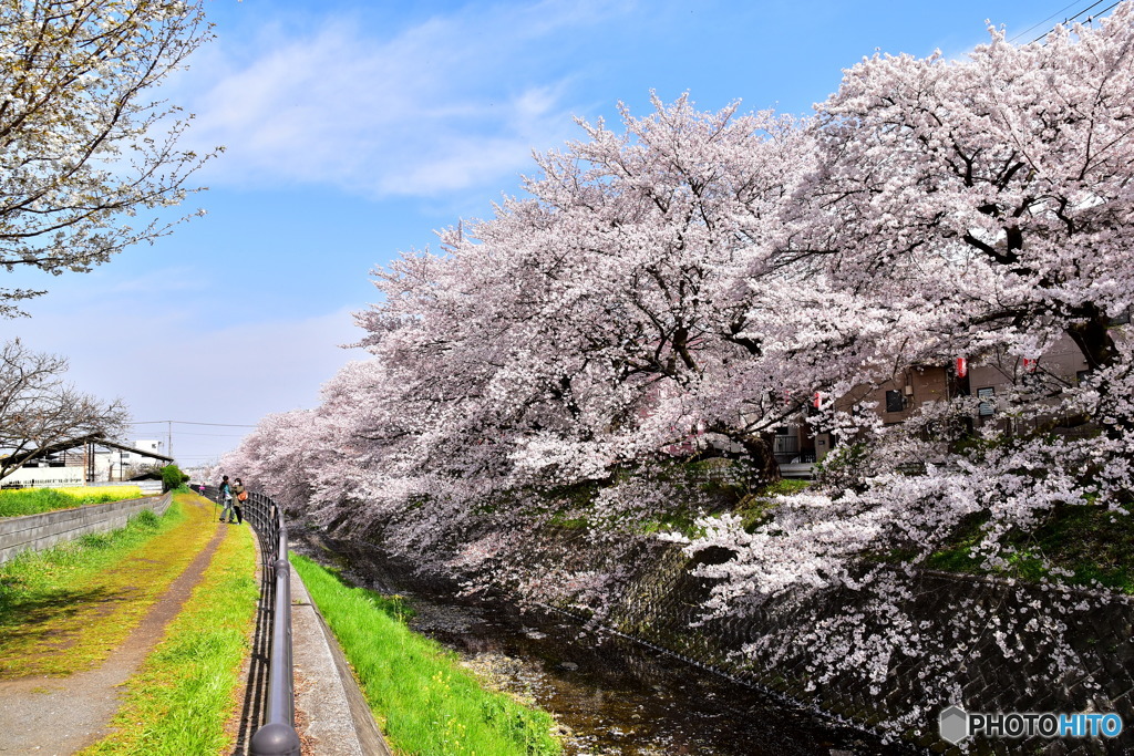東川の桜