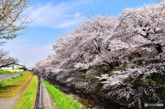 東川の桜