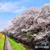 東川の桜