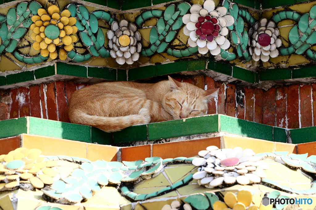 タイ・バンコクの眠りネコ