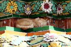 タイ・バンコクの眠りネコ