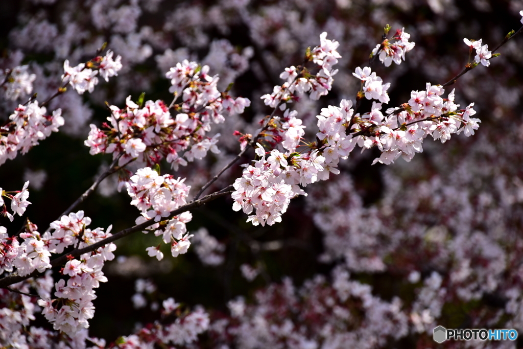 東川の桜