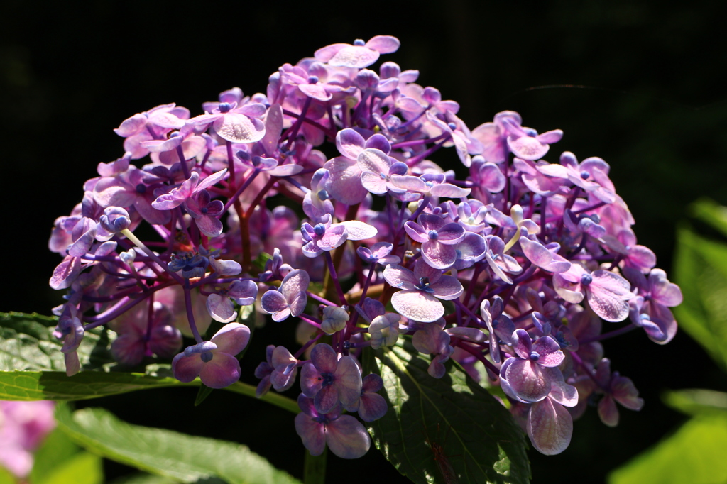 紫陽花(鎌倉にて)