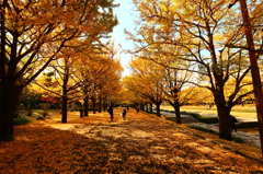 昭和記念公園のイチョウ