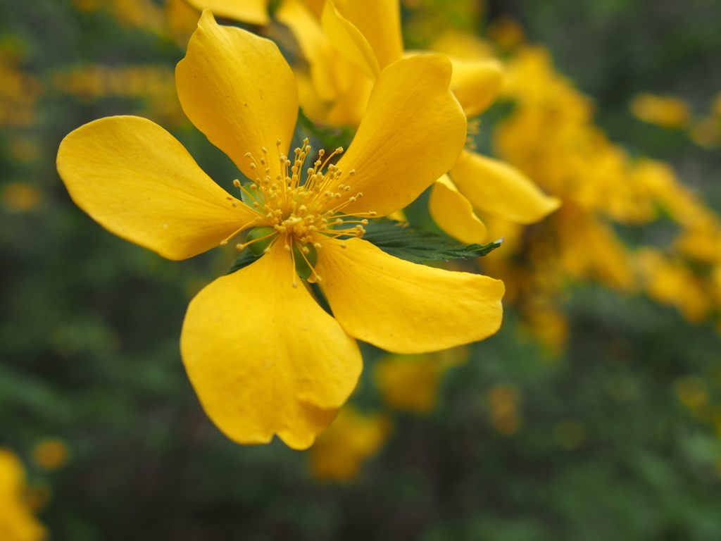 昭和記念公園にて