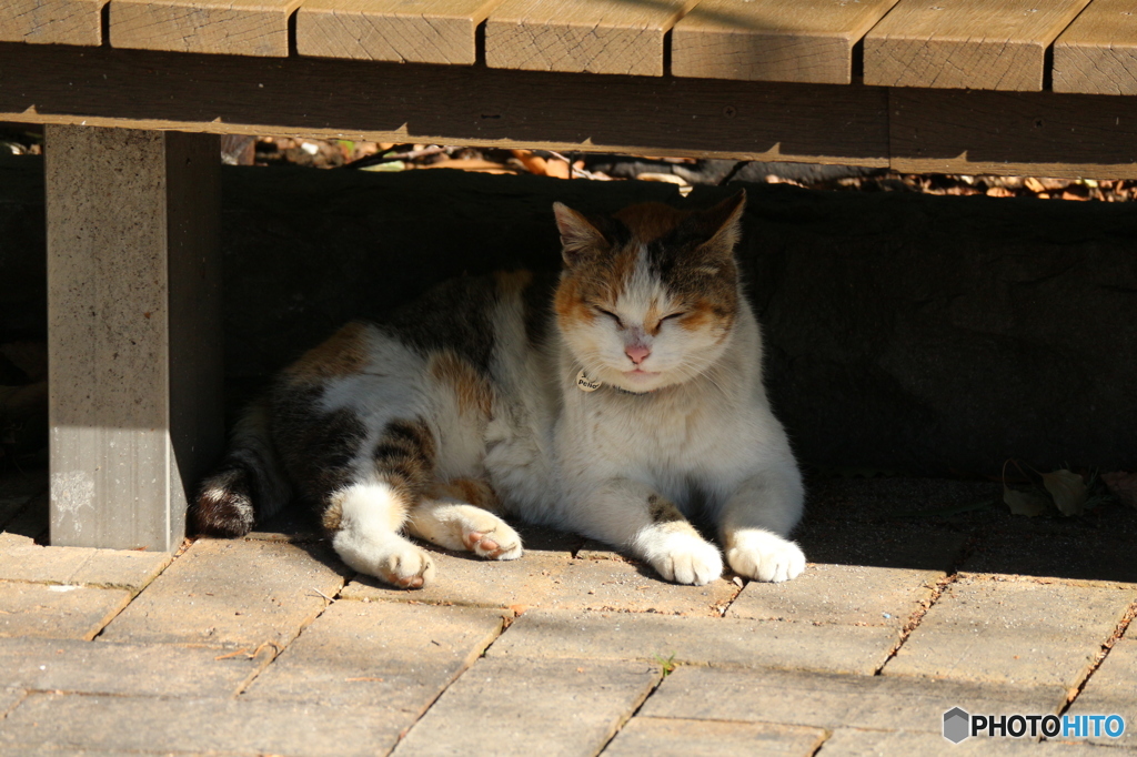 愛宕神社の猫 By スナ2キン Id 写真共有サイト Photohito