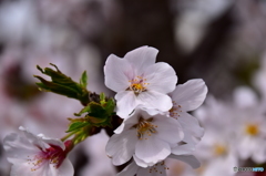東川の桜