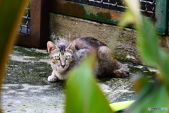 サイゴン動物園のネコ