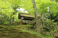 兼六園＠2015GW