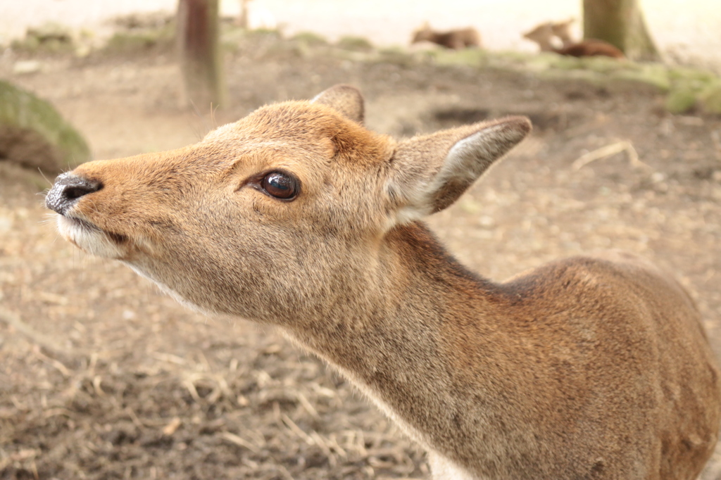 2015.nara