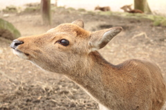 2015.nara