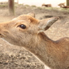 2015.nara