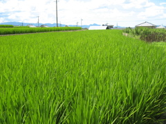 2012.8　山の辺の道