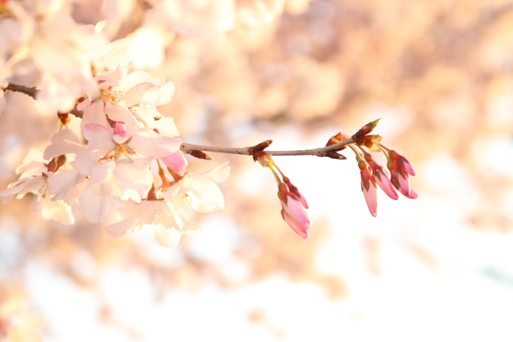 桜
