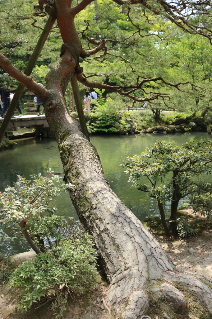 兼六園＠2015GW