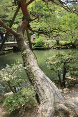 兼六園＠2015GW