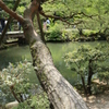 兼六園＠2015GW
