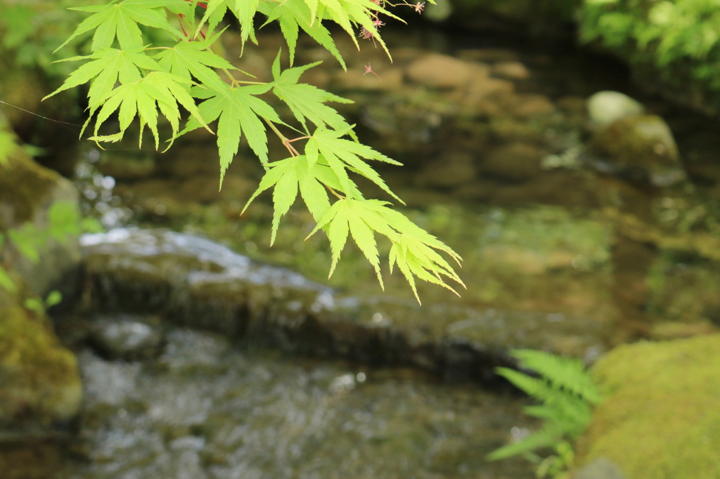 兼六園＠2015GW