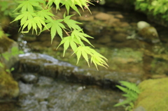 兼六園＠2015GW