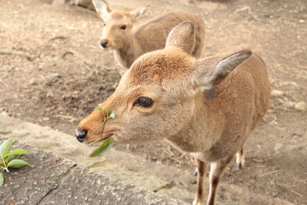 2015.nara