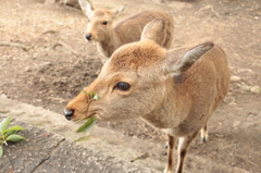 2015.nara