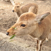 2015.nara