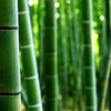 竹林